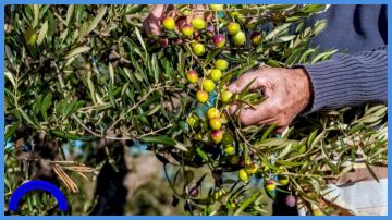زراعة الطفيلة تدعو لتأخير قطاف الزيتون