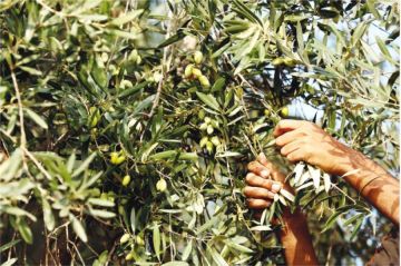 قطاف الزيتون في الأردن.. كرنفال الأرض والذكريات قطاف الزيتون في الأردن.. كرنفال الأرض والذكريات