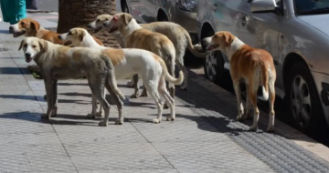 كلب ينهش وجه طفلة في الرمثا كلب ينهش وجه طفلة في الرمثا