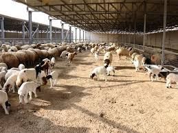 بلدية الجفر تبدأ إزالة حظائر الأغنام داخل الأحياء السكنية