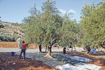 عجلون تستقبل موسم قطاف الزيتون عجلون تستقبل موسم قطاف الزيتون