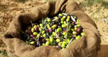 زراعة الطفيلة تدعو الأردنيين لتأخير قطاف الزيتون زراعة الطفيلة تدعو الأردنيين لتأخير قطاف الزيتون