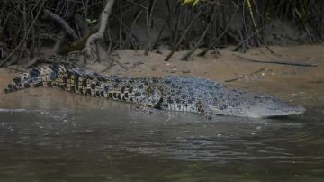 فيديو.. تمساح يختطف امرأة أثناء استحمامها في النهر أمام الأهالي