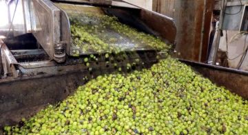 إنتاج الزيتون في الأردن يسجل أدنى مستوى منذ 20 عاما إنتاج الزيتون في الأردن يسجل أدنى مستوى منذ 20 عاما