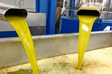 زراعة الوسطية: بدء العمل بمعاصر الزيتون منتصف الشهر الحالي