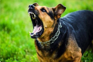 وفاة شاب في المفرق بمرض السعار بعد تعرضه لعضة كلب ضال وفاة شاب في المفرق بمرض السعار بعد تعرضه لعضة كلب ضال