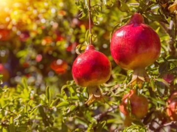 موسم الرمان في لواء الكورة ينعش السياحة والاقتصاد الريفي