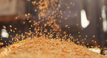 تخفيض سعر دقيق القمح الموحد في الأردن لشهر تشرين الأول