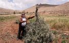 الأمم المتحدة: اعتداءات المستوطنين بموسم الزيتون تهدف لفصل الفلسطينيين عن أرضهم - jo