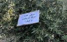 موسم زيتون صعب في إربد: تدن غير مسبوق بالإنتاج وسرقة المحاصيل تقلق المزارعين - jo