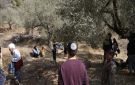 فلسطين: 165 اعتداء جسدي على قاطفي الزيتون - jo