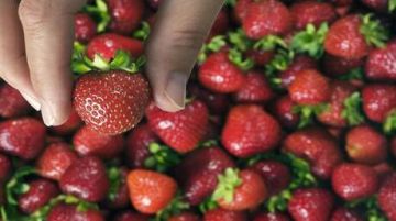 مخاطر الخفية للفراولة مخاطر الخفية للفراولة