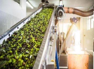 أصوات المعاصر تصرخ .. لا تقتلوا موسم الزيتون الأردني بقرار اقتصادي عابر