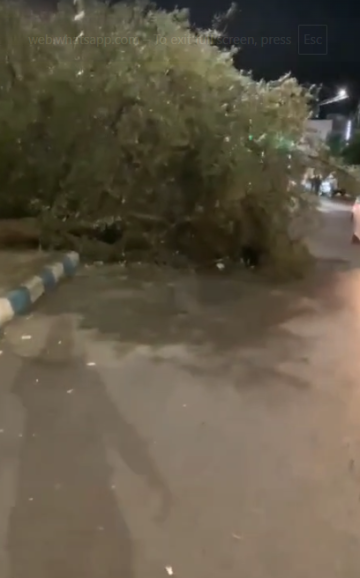 بالفيديو : اغلاق جزئي لمدخل مدينة كفرنجة بسبب سقوط شجرة