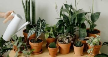 5 نصائح للحفاظ على نمو النباتات المنزلية فى الشتاء