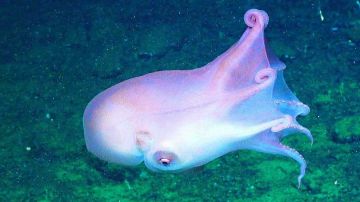  الأخطبوط الشبح .. فرصة نادرة لكشف غموض الكائن المذهل