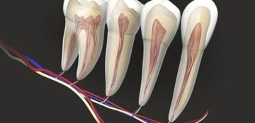 علاج عصب الأسنان.. كيف يساهم في صحة القلب؟