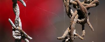 أدلة جنائية في غزة توثق تعذيب الاحتلال للأسرى قبل قتلهم أدلة جنائية في غزة توثق تعذيب الاحتلال للأسرى قبل قتلهم