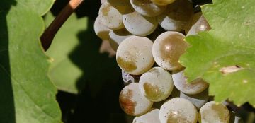 فائدة مهمة جدا للعنب.. إليكم ما كشفته آخر الدراسات