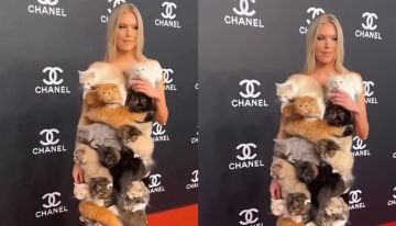 فيديو فستان من القطط الحية يثير الجدل.. وهذه حقيقته