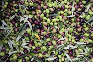 الأردن يفتح باب استيراد زيت الزيتون