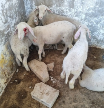 حتى الحيونات لم تنجو مستوطنون يقتلون خرافا في الخليل- الفيديو حتى الحيونات لم تنجو مستوطنون يقتلون خرافا في الخليل- الفيديو