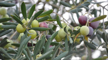 الأمطار تعزز إنتاجية الزيتون وتنعش آمال مزارعي الكورة الأمطار تعزز إنتاجية الزيتون وتنعش آمال مزارعي الكورة