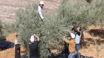 الأمم المتحدة: هجمات المستوطنين مستمرة في الضفة الغربية وندعو لمحاسبتهم الأمم المتحدة: هجمات المستوطنين مستمرة في الضفة الغربية وندعو لمحاسبتهم