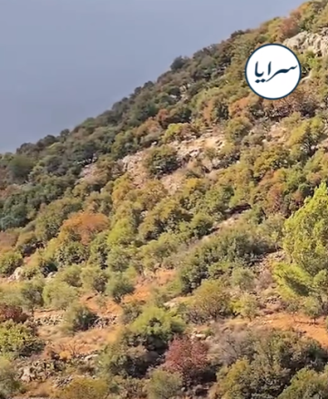 بالفيديو .. عدسة سرايا توثق جفاف واسع النطاق بين الأشجار الحرجية في عجلون