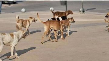 العثور على مخبأ الكلاب الضالة التي هاجمت مدرسة زبدا فركوح الأساسية