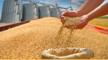 مصر تستهدف شراء 5 ملايين طن من القمح المحلي الموسم المقبل