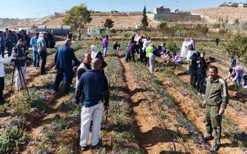 زراعة الزعفران إضافة نوعية للتطور الزراعي في محافظة المفرق