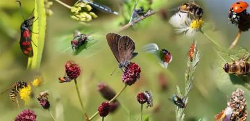العالم مهدد بكارثة بشرية.. تقرير يتحدث عن تراجع انتشار الحشرات العالم مهدد بكارثة بشرية.. تقرير يتحدث عن تراجع انتشار الحشرات
