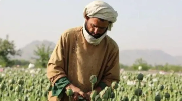 حظر زراعة الخشخاش في أفغانستان يهدد الإنتاج العالمي من مخدر الأفيون حظر زراعة الخشخاش في أفغانستان يهدد الإنتاج العالمي من مخدر الأفيون