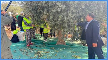 محافظات تحتفل باليوم الوطني لقطاف الزيتون