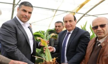 البحوث الزراعية ينظم يوما حقليا لحصاد الكركم