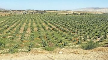 دعوات لتحويل وادي الأردن إلى إقليم تنموي مستدام يعزز الاقتصاد الوطني ويوفر فرص عمل دعوات لتحويل وادي الأردن إلى إقليم تنموي مستدام يعزز الاقتصاد الوطني ويوفر فرص عمل