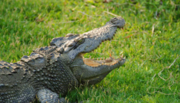 هل تبكي التماسيح حقا؟ .. إليك الحقيقة وراء دموع التماسيح 