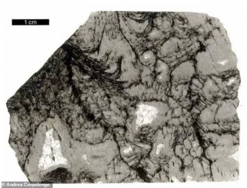 الذكاء الاصطناعي يحل لغز أقدم أشكال الحياة على الأرض