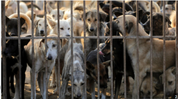 توجه في الأردن: تحويل الكلاب الضالة إلى قوة حراسة وبحث عن المفقودين توجه في الأردن: تحويل الكلاب الضالة إلى قوة حراسة وبحث عن المفقودين