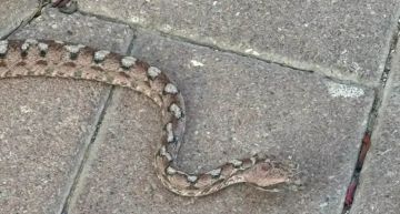 مدينة إسرائيلية تعيش فيلم رعب .. بسبب الثعابين