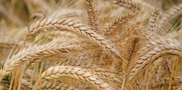 الصناعة: رفع القدرة التخزينية للقمح والشعير إلى 2.3 مليون طن الصناعة: رفع القدرة التخزينية للقمح والشعير إلى 2.3 مليون طن