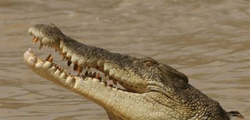 معجزة في عالم البرية... تمساح يصاب في رأسه و ينجو بأعجوبة! معجزة في عالم البرية... تمساح يصاب في رأسه و ينجو بأعجوبة!