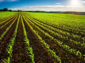  الزراعة تستبعد تأثر المحاصيل سلبا في ظل تأخر هطول الأمطار