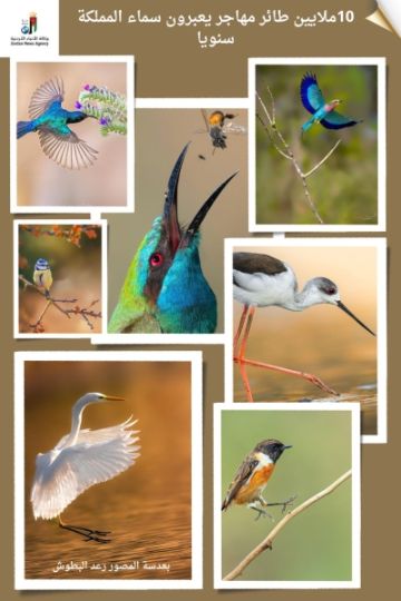 عبور أكثر من 10 ملايين طائر مهاجر سنويا عبر سماء الأردن