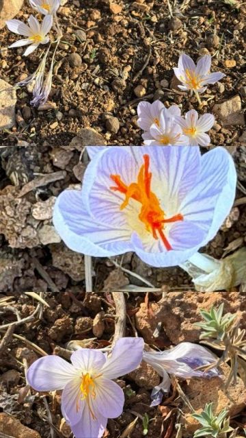 وزير يوثق ظهور الزعفران المؤابي في جبال البلقاء