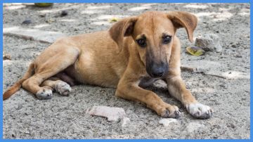 بعد تداول فيديو .. بلدية تتبرأ من قتل الكلاب الضالة بعد تداول فيديو .. بلدية تتبرأ من قتل الكلاب الضالة