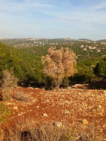 هل تستعيد غابات السنديان والقيقب عافيتها بعد الامطار الاخيرة؟ هل تستعيد غابات السنديان والقيقب عافيتها بعد الامطار الاخيرة؟