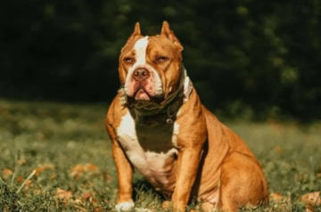 بسبب الألعاب النارية.. كلب يصاب بنوبة هلع فيهاجم رضيعا حتى الموت