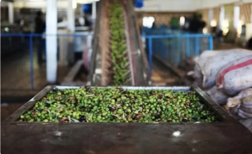 لضمان حق المزارع والمستهلك المواصفات تشن جولات على معاصر الزيتون لضمان حق المزارع والمستهلك المواصفات تشن جولات على معاصر الزيتون